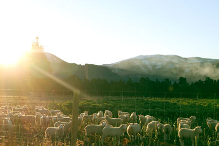 ニュージーランド　羊