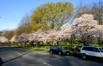 ニュージーランドの桜