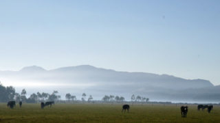 ニュージーランドの牧場と霧