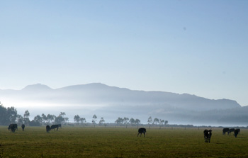 ニュージーランドの牧場と霧