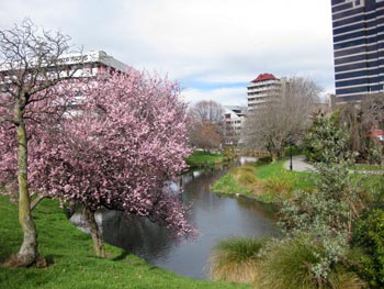 桜の花？エイボン川のほとりで