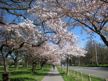 ハグレーパークの桜