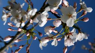 ハグレーパークの桜