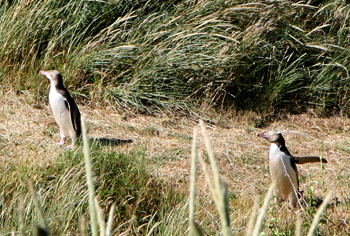 ニュージーランドでペンギンを観察