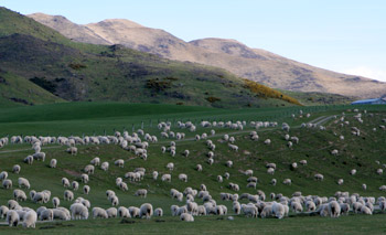ニュージーランドといえば羊