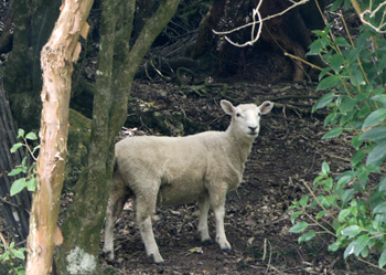 ニュージーランドの羊