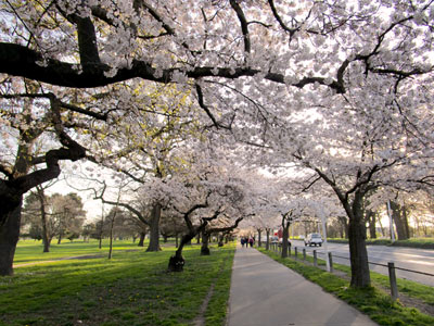 クライストチャーチの桜