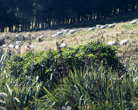 ニュージーランド　羊の移動
