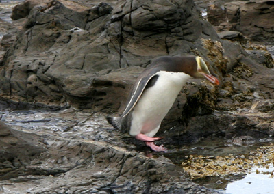 ニュージーランド　野生のペンギン