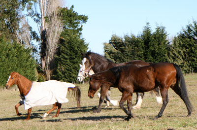 ニュージーランドの馬