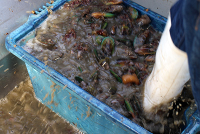 ムール貝の収穫　ニュージーランド
