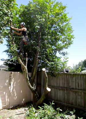 ニュージーランド　木を切る