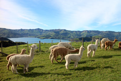 ニュージーランドのアルパカ牧場